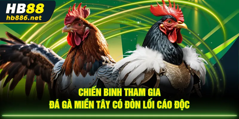 Chiến binh tham gia đá gà miền Tây có đòn lối cáo độc