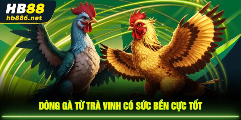 Dòng gà từ Trà Vinh có sức bền cực tốt