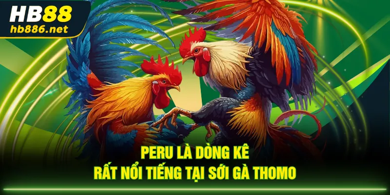 Peru là dòng kê rất nổi tiếng tại sới gà Thomo