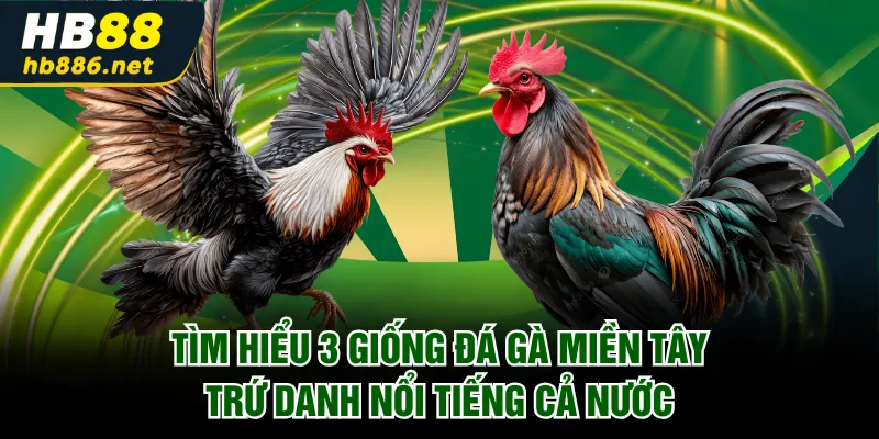 Đá gà miền Tây